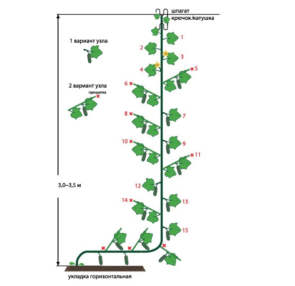 Основные моменты формирования гибридов F1 Атлет и F1 Магнит методом пропускания. 1. Наклон стебля начинать с момента укоренения. 2. Оставлять 14–16 основных листьев. 3. На основном стебле в узлах при наличии мужских цветов оставлять дополнительный стебель с 1 узлом. 4. Уборка листа 2 раза в неделю по 2–3 листа. 5. Пропускание 1 раз в неделю. 6. Нормальный прирост 55–65 см в неделю. 7. Простая, понятная технология.